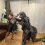 ให้เช่าชุดคอสเพลย์ก็อตซิลล่าผู้ใหญ่ Godzilla Cosplay 2023